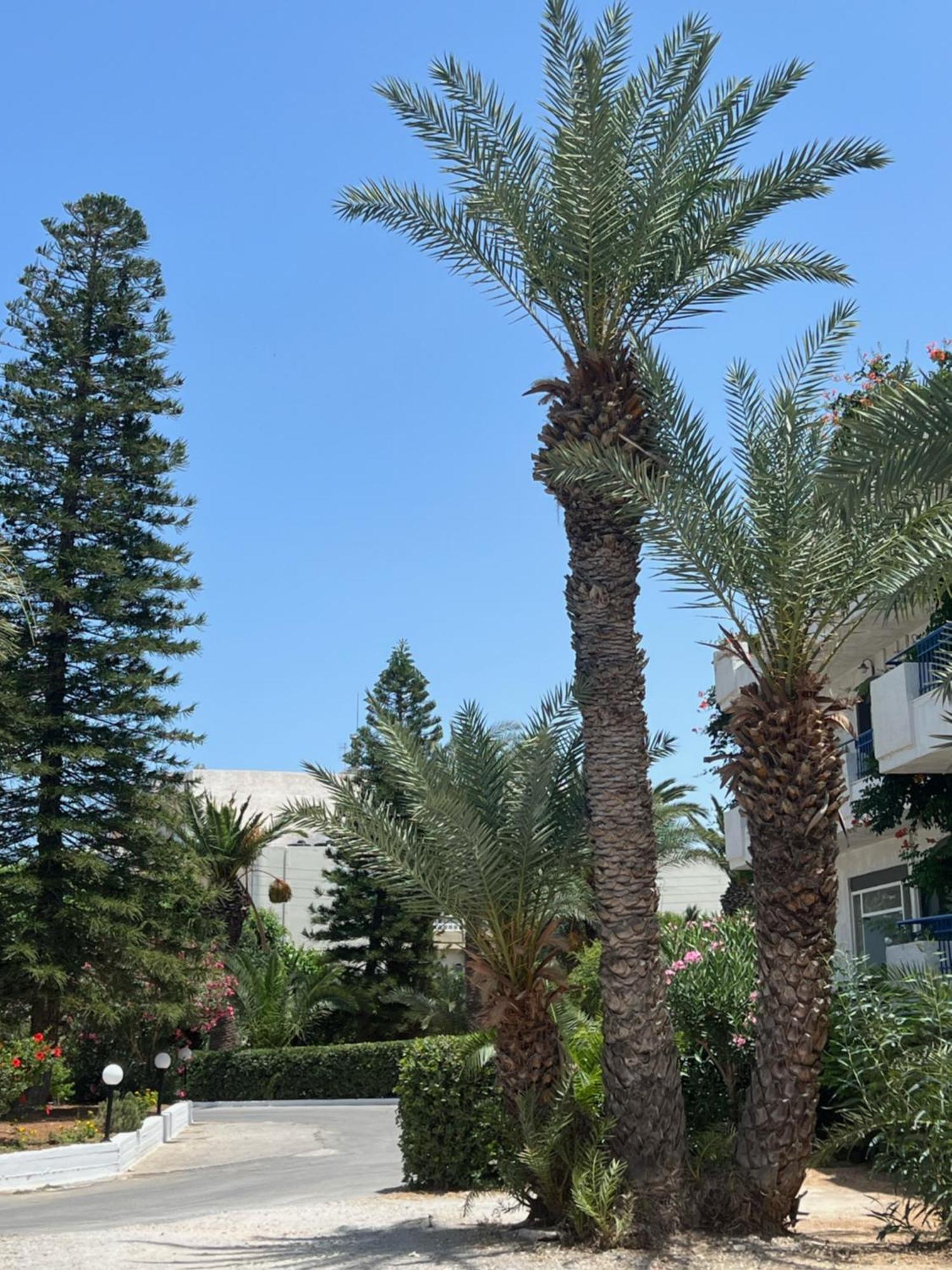 Gorgona Hotel Amoudara Lasithiou Exterior foto